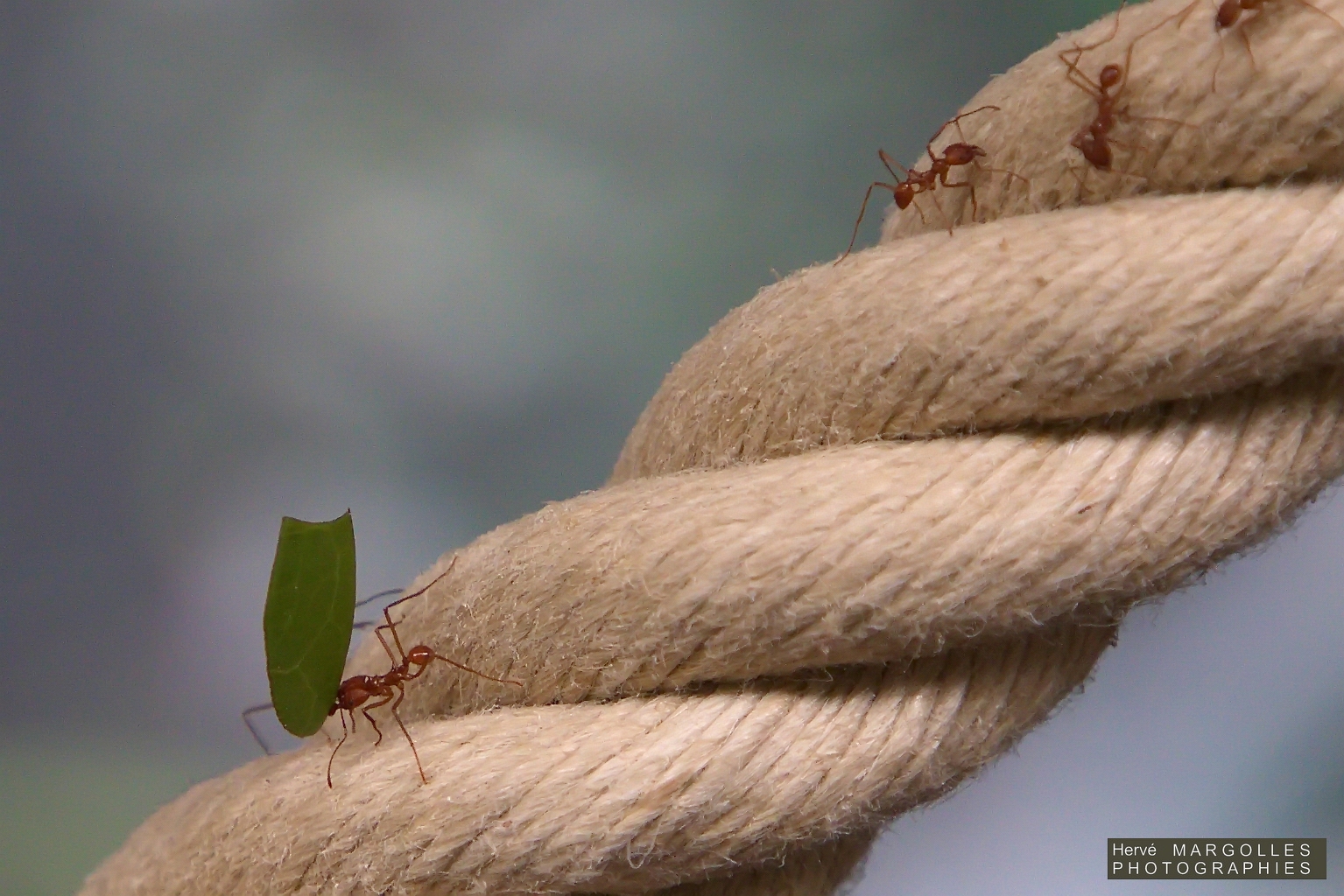 Fourmie_Myrmecia gulosa.jpg